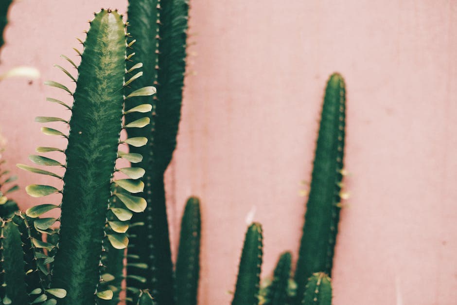 Desert Minimalism moodboard image showing woven cotton