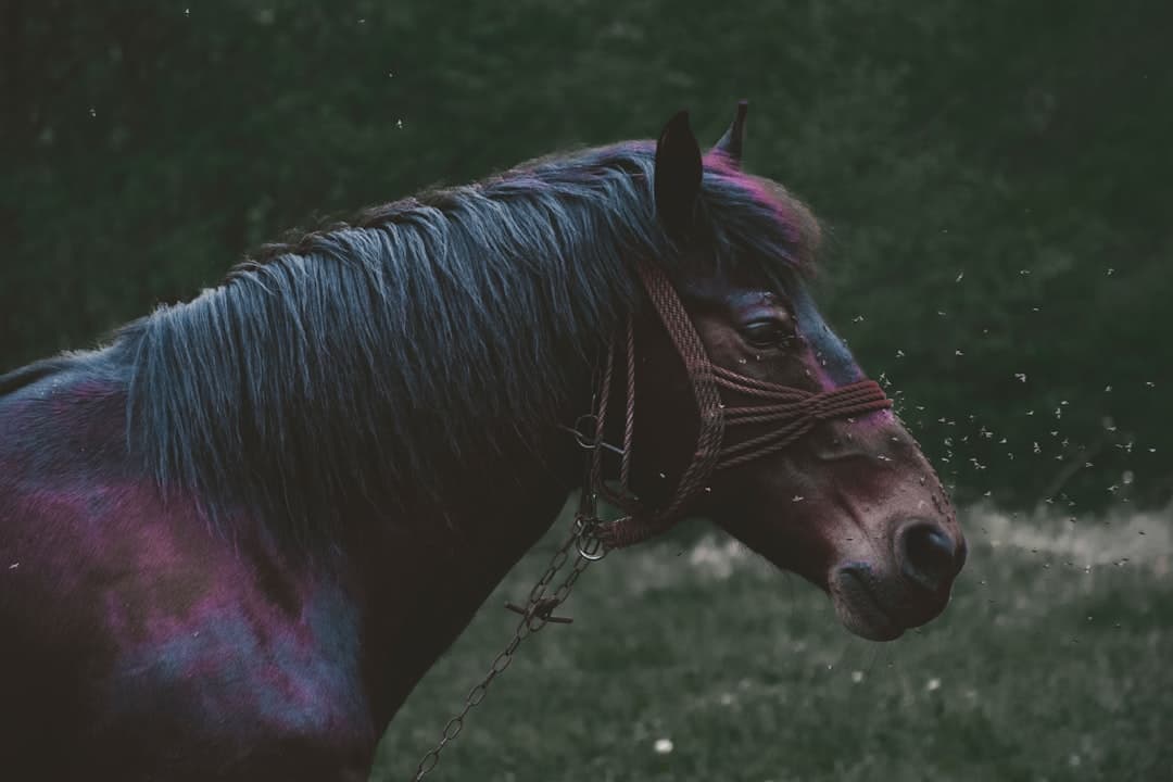 Equine Cyberpunk aesthetic idea with polished leather