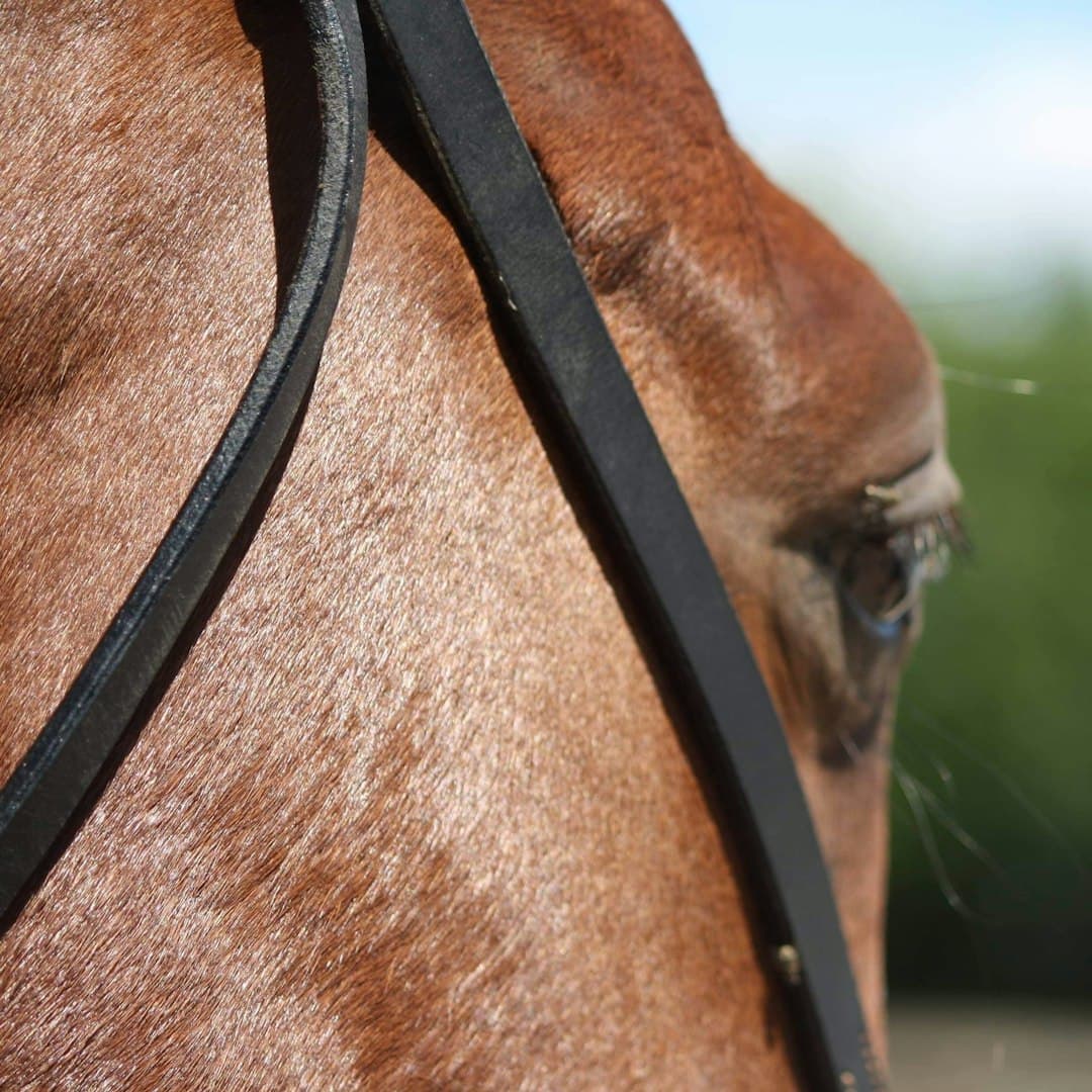 Equine Cyberpunk aesthetic example featuring horsehair (11)
