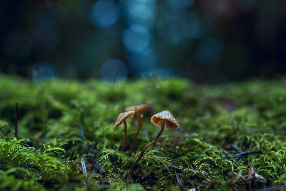 Mushroom Modern moodboard image showing cork